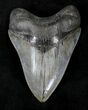 Glossy, Razor Sharp Megalodon Tooth - Georgia #20553-1
